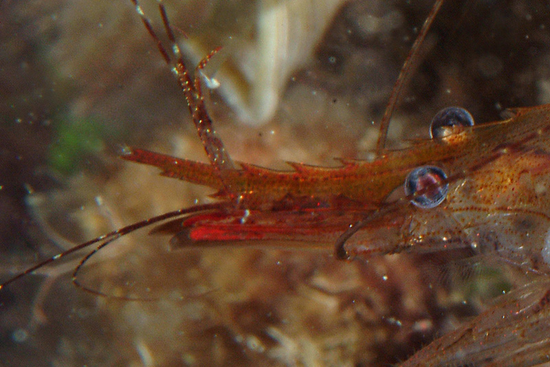 Palaemon serratus dalla livrea chiara